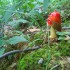 ChrisKangMushroom
