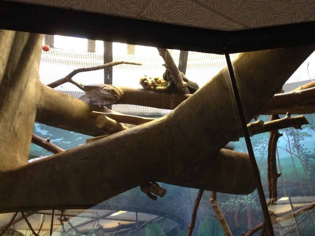 Students+study+primates+at+National+Zoo