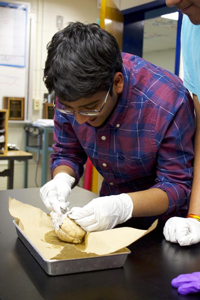 Sophomore Jay Gupta dissecting a sheep brain. Photo courtesy of Will Ryu.