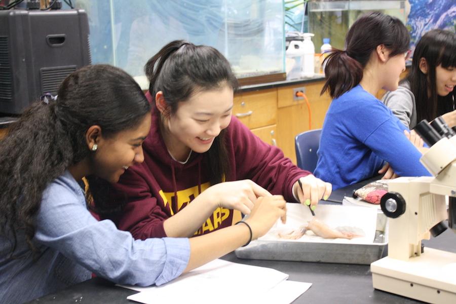 Juniors Shadin Ahmen and Janie Choi use tools to dissect a squid during their marine biology class.