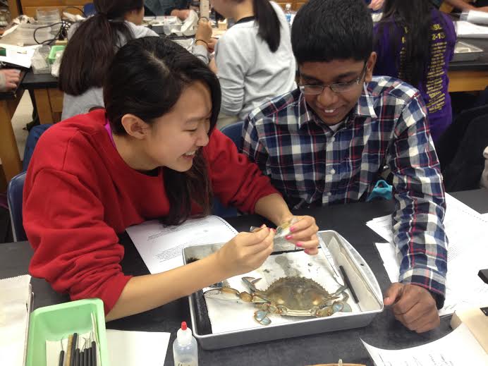 Juniors Jeevan Karamsetty and Grace Liu dissected their crab during class