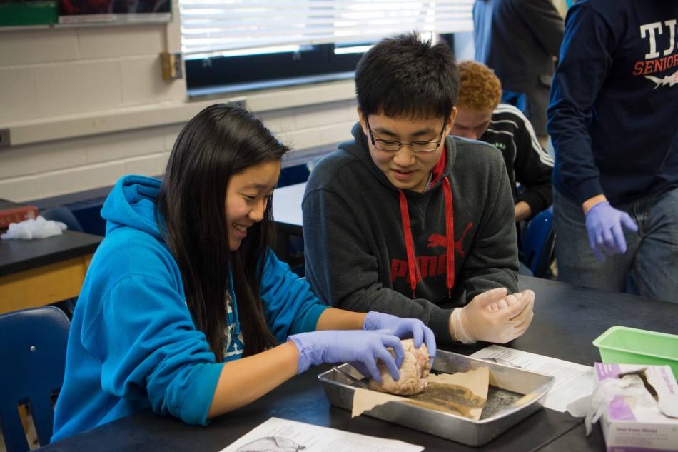 Freshmen Margaret Zhao (left) and Sung Joon Park (right) learn how to dissect a sheep's heart.