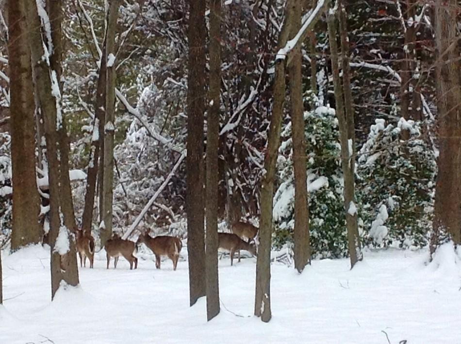 Taken in Vienna, Va. at 1:00 p.m., the level of snow had already reached just over four inches.