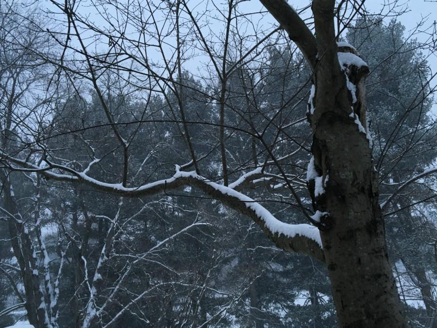 Snow blankets trees in the Fairfax County area.