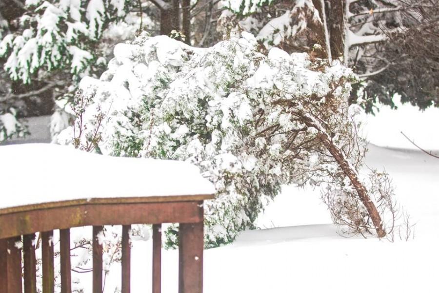 With the intense amounts of snow, nature took a hard hit. Sophomore Frank Ding, for instance, found heavy snow toppling and splitting large trees in McLean.