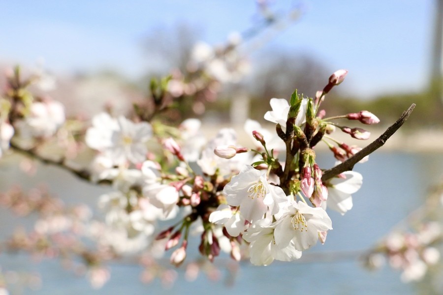 The 2016 National Cherry Blossom Festival has cherry trees in East and West Potomac Park, as well as on the Washington Monument grounds.