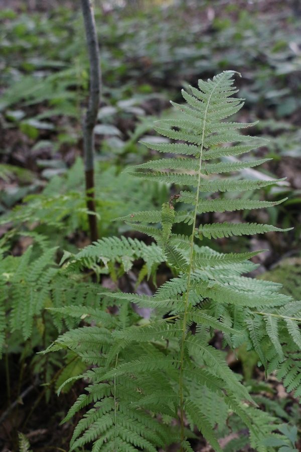 Clusters of ferns grow throughout my neighborhood forest.