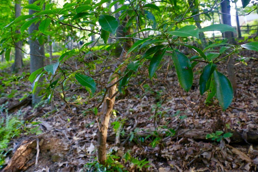 The forest in my neighborhood includes a variety of indigenous flora and fauna.