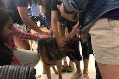 Students pet a visiting therapy dog as a part of Stress Less Laugh More Week.