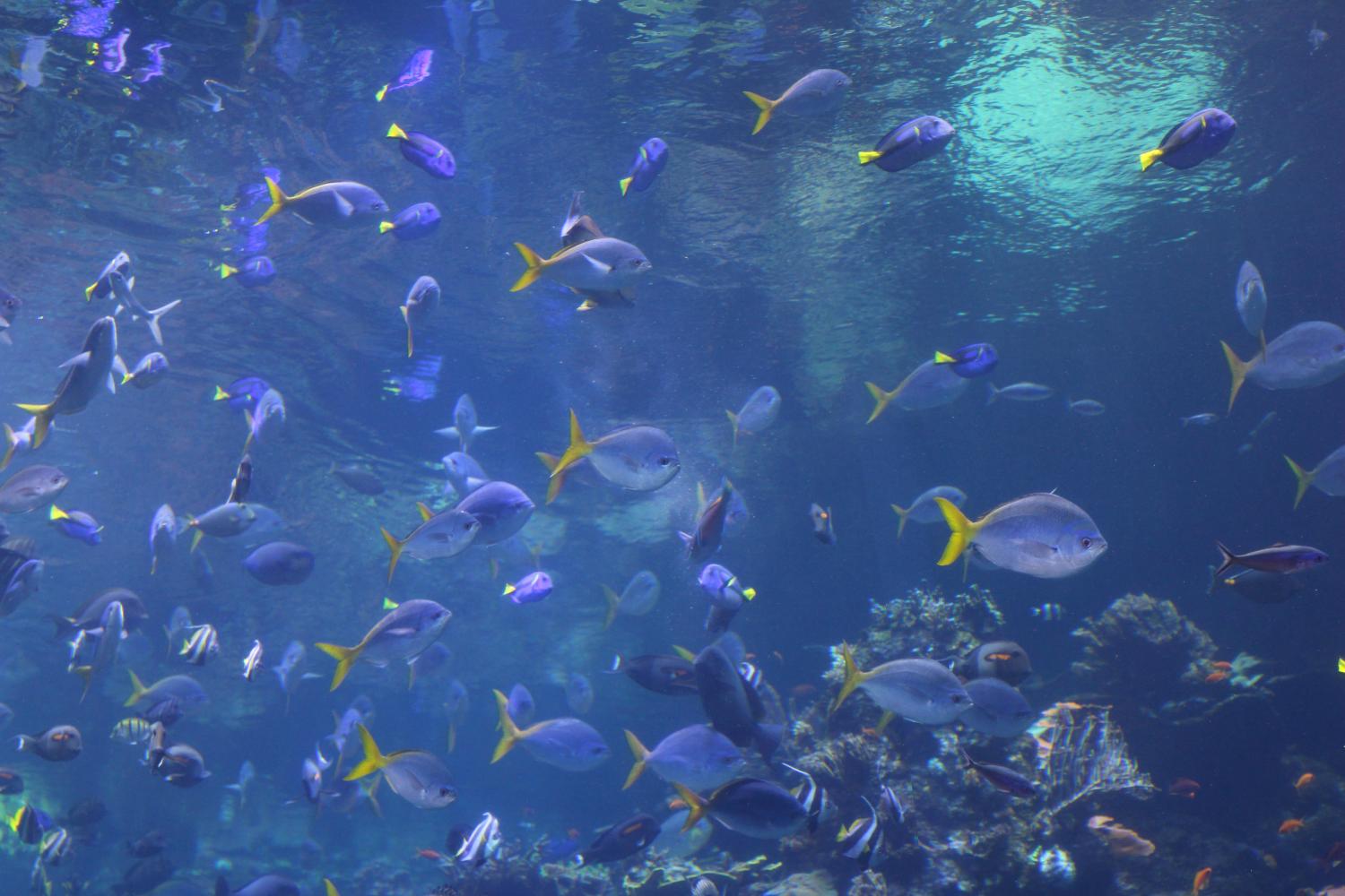 A school of Paracanthurus hepatus, commonly referred to as royal blue tan, swims in Steinhart Aquarium in the California Institute of Science. 