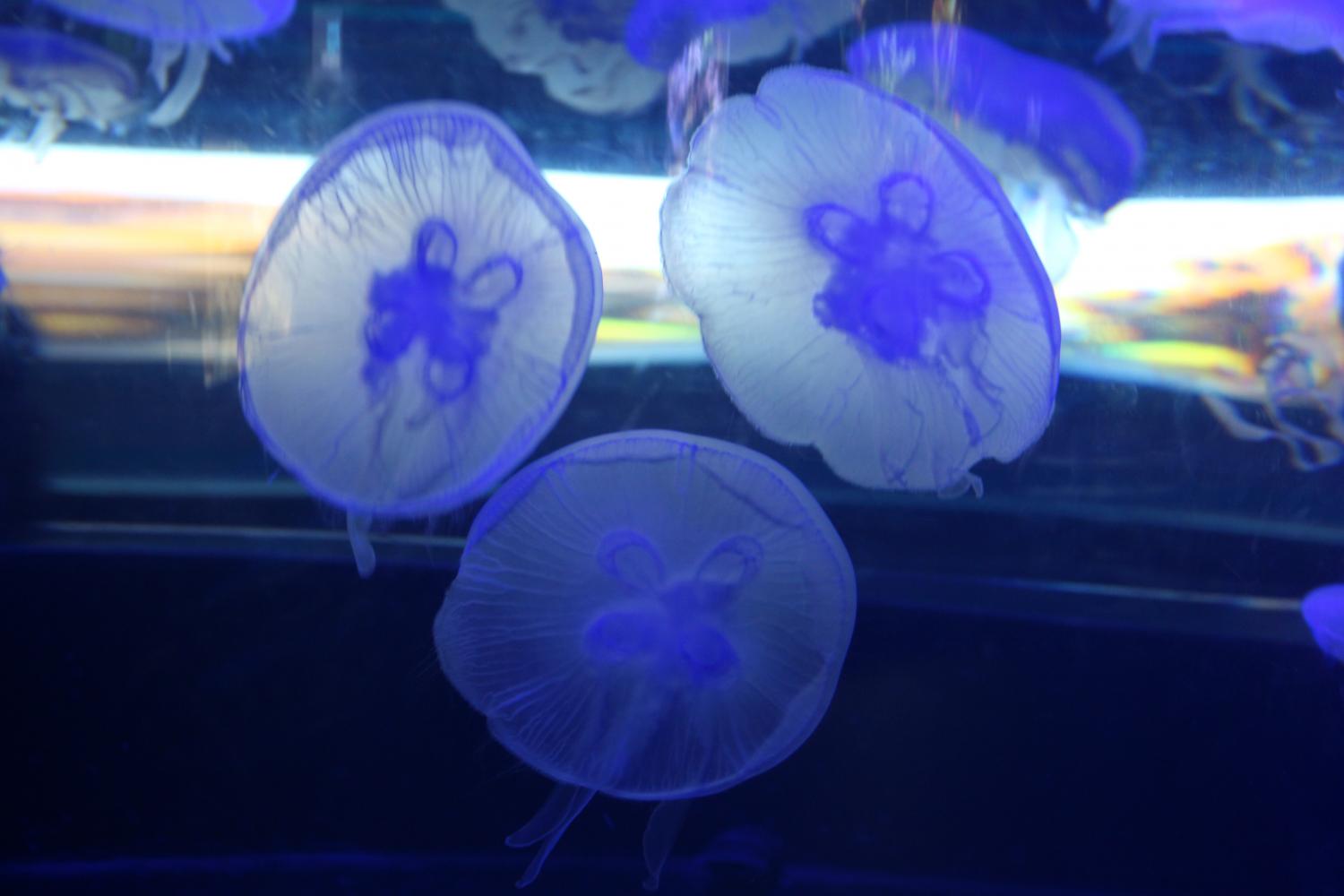 Entering the Aquarium is the jellyfish, illuminating the color of the a multi-colored light from above the tank.
