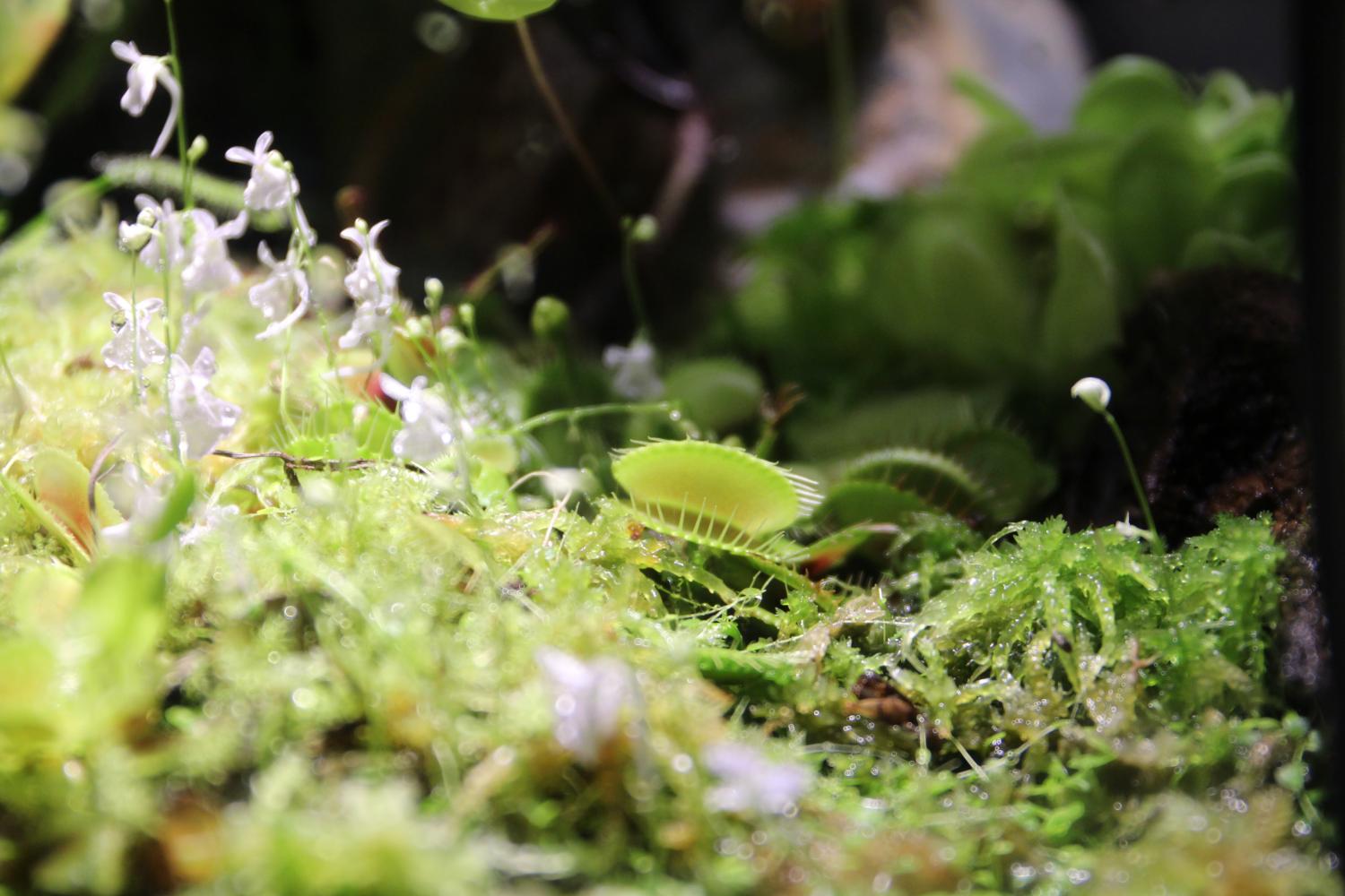 The Venus Fly Trap, a carnivorous plant in the wetlands, represents only one of many in botany sections of the Institute of Sciences. 