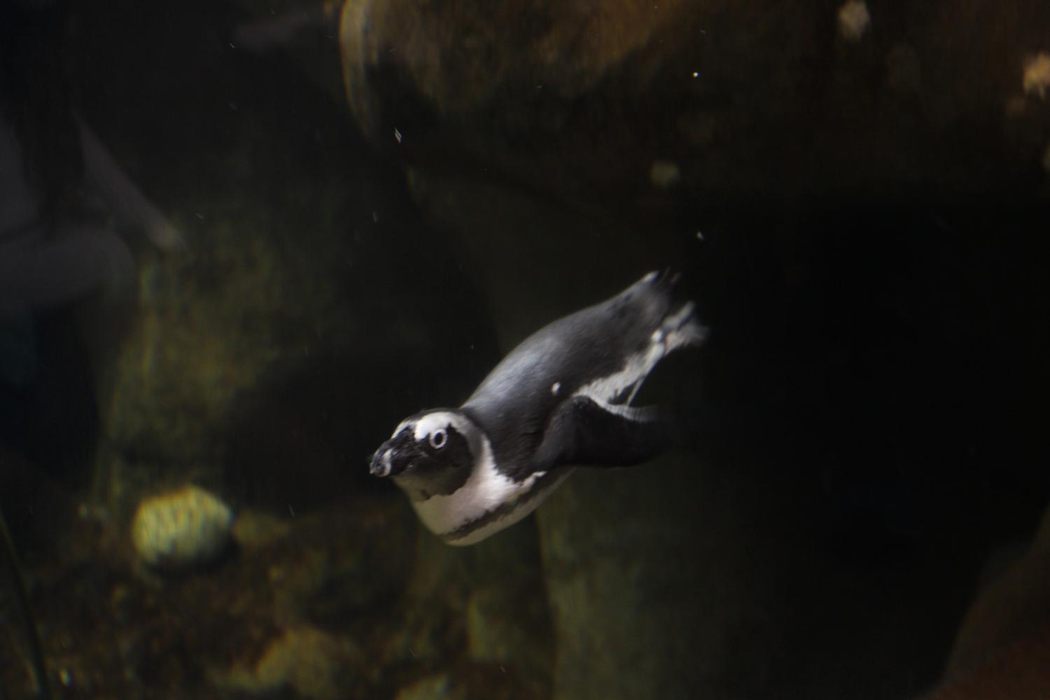 The penguins within the Institute's Aquarium gives an interactive outlet to visitors from watching penguins swim, huddle, and eat. 
