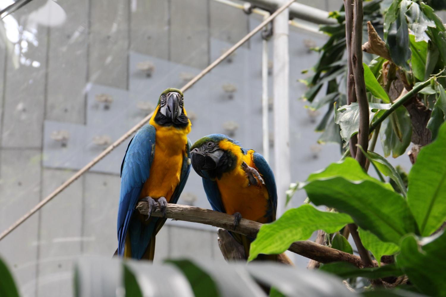 The macaw, long-tailed, colorful birds inhabiting forested areas, is the only species that fly freely in the Rainforest Dome.