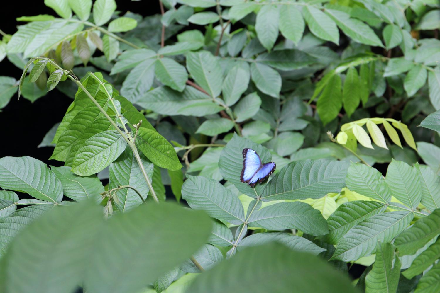 The spring butterflies within the Institute's Osher Rainforest have unique patterns of colors and shapes on their wings, often attracting other butterflies and camouflaging with the tropical flowers within the exhibit. 