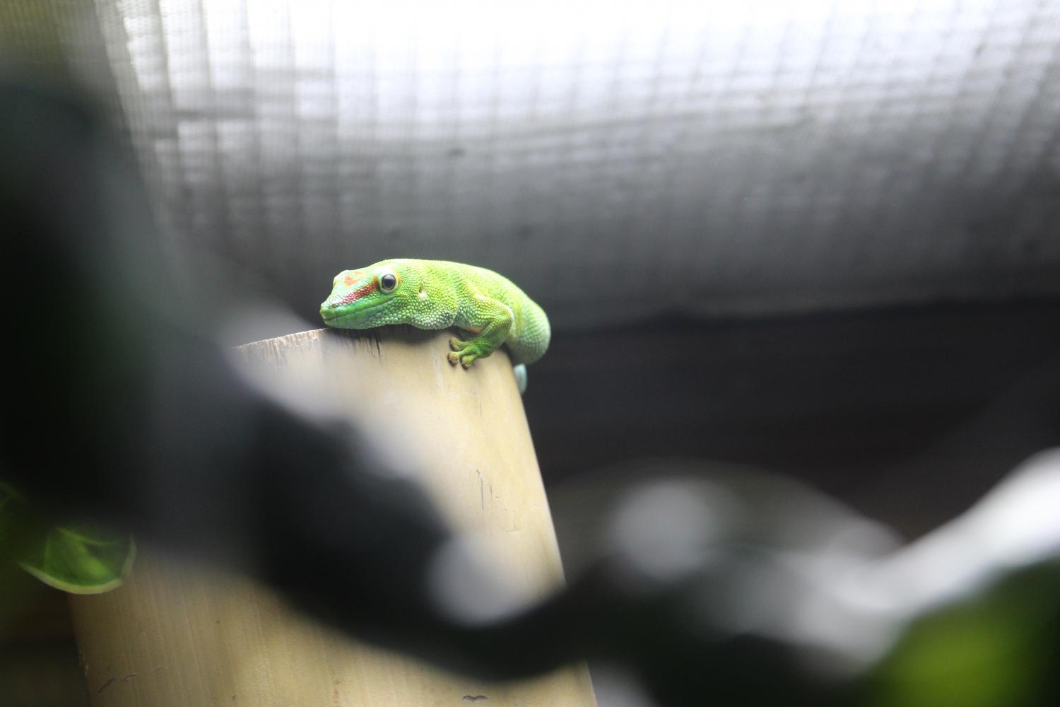 The Osher Rainforest provides smaller glass containers for exotic amphibians, including lizards, frogs, and snakes. 