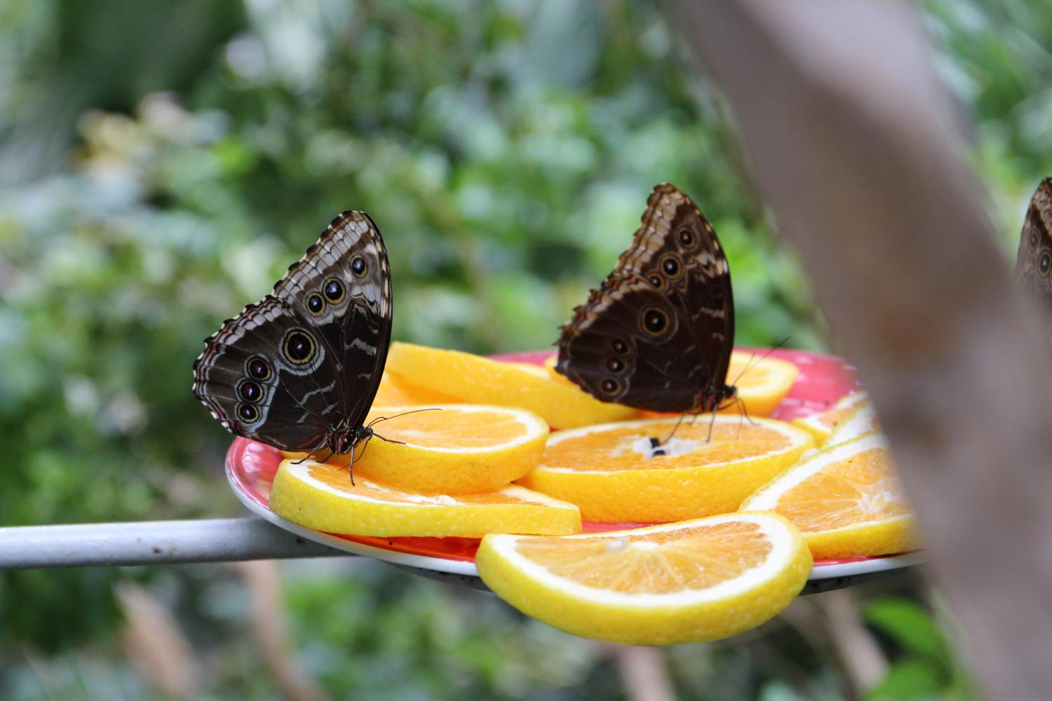 The butterflies within the glass dome of the Rainforest Exhibit are fed at each level with various types of citrus fruits. 