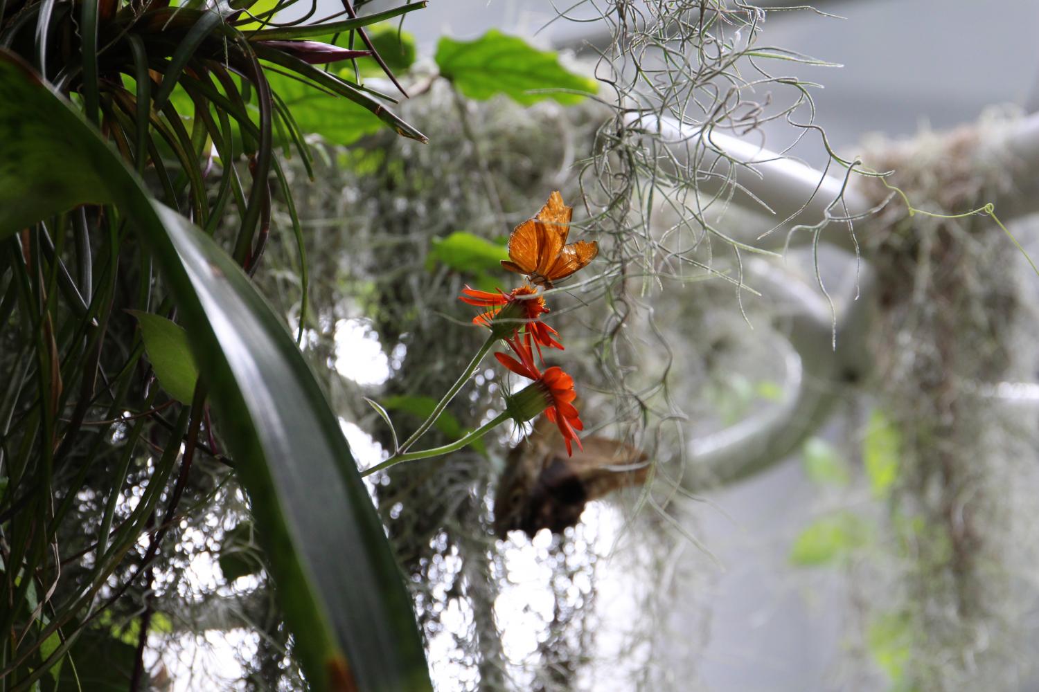 In the Rainforest, around 250 spring butterflies are set free to roam throughout the four-story glass structure. 
