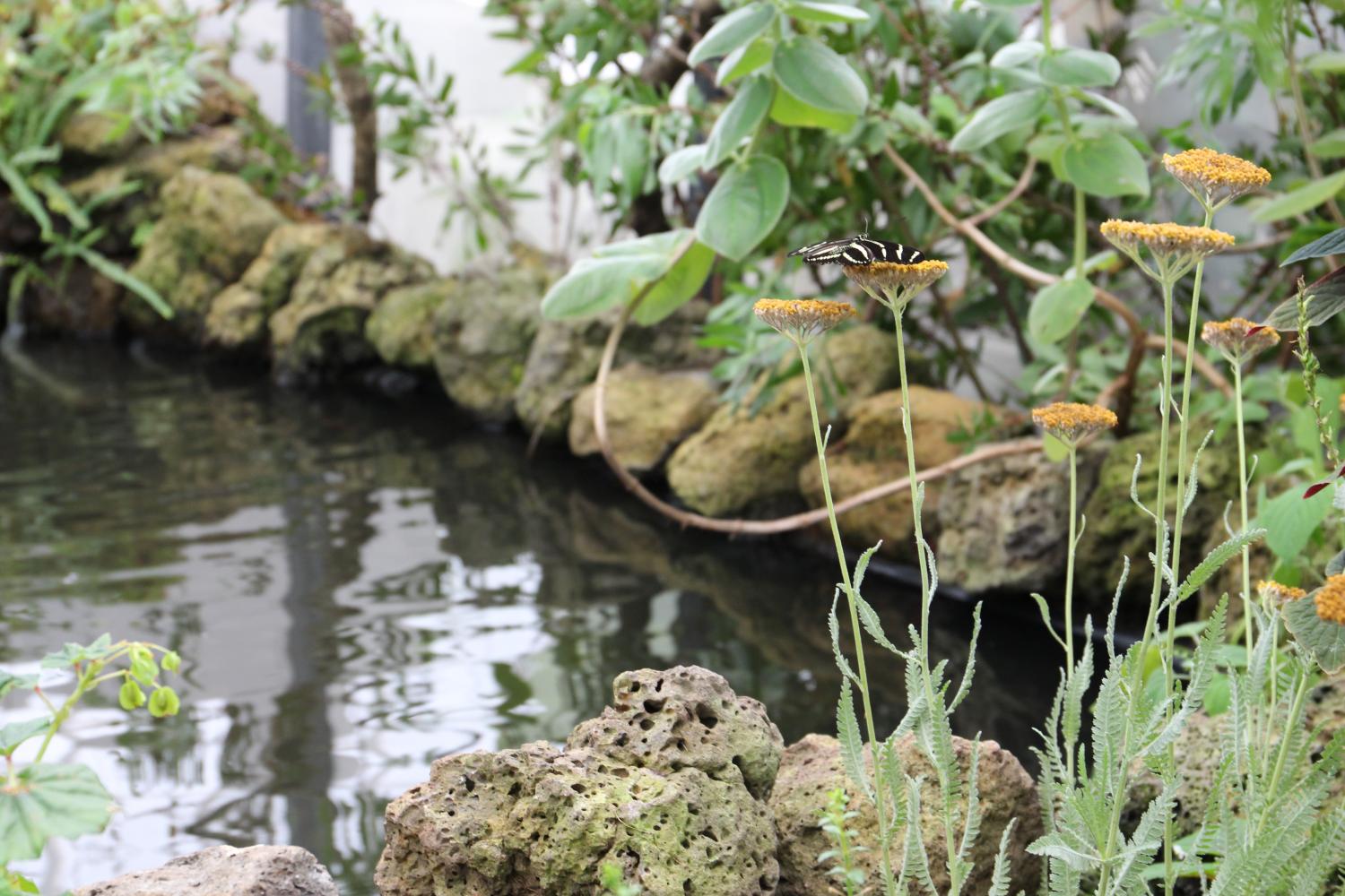 Within California Institute of Science is the Osher Rainforest, in which more than 1,600 organisms inhabiting tropical areas around the world find their home. 