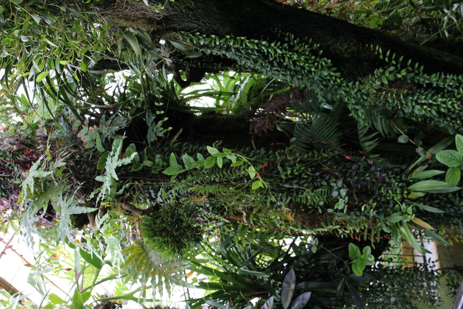The Highland Tropics of the Flowers Conservatory presents a tropical setting in which high-altitude orchids, tree ferns, and dense mosses seek shelter in water-rich soil and foggy atmosphere.