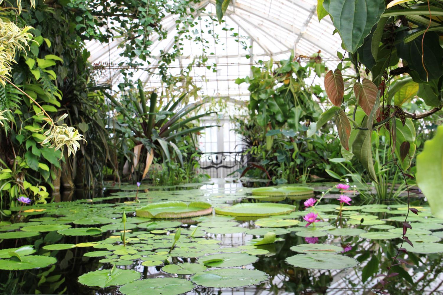 The Conservatory's Aquatics contains a myriad of diverse plants within its pond ecosystem, including the water lily.  