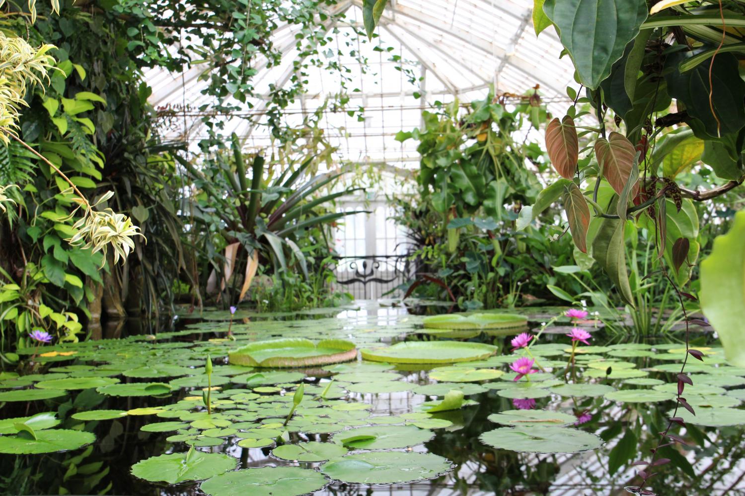 The Conservatorys Aquatics contains a myriad of diverse plants within its pond ecosystem, including the water lily.  