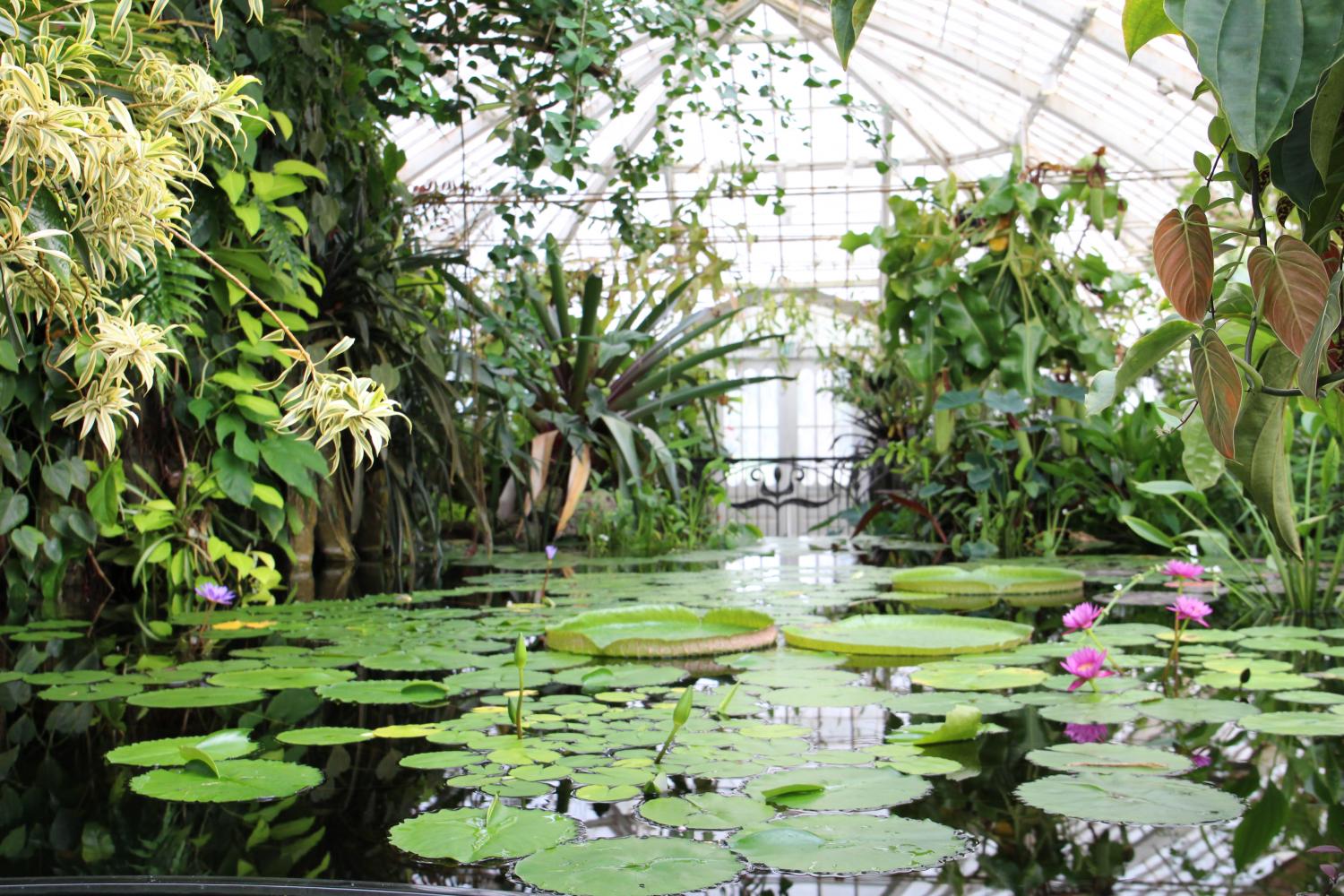 The Conservatory of Flowers