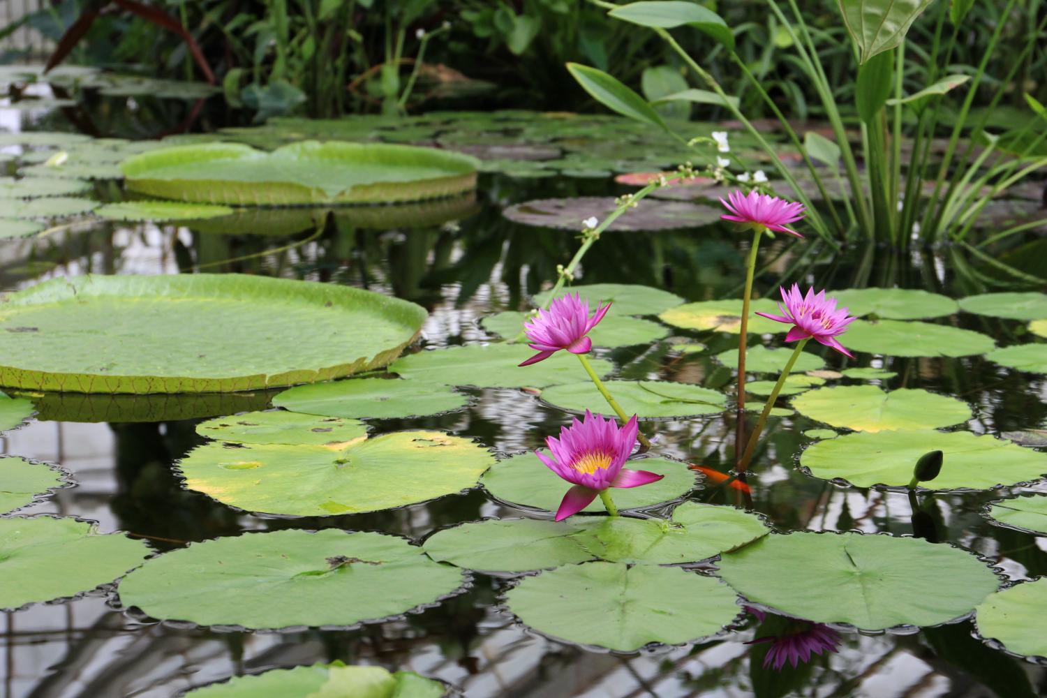 One of the thriving organisms in the aquatics in the Conservatory of Flowers, the water lily are rooted in the soil on the bottom of small bodies of water. 