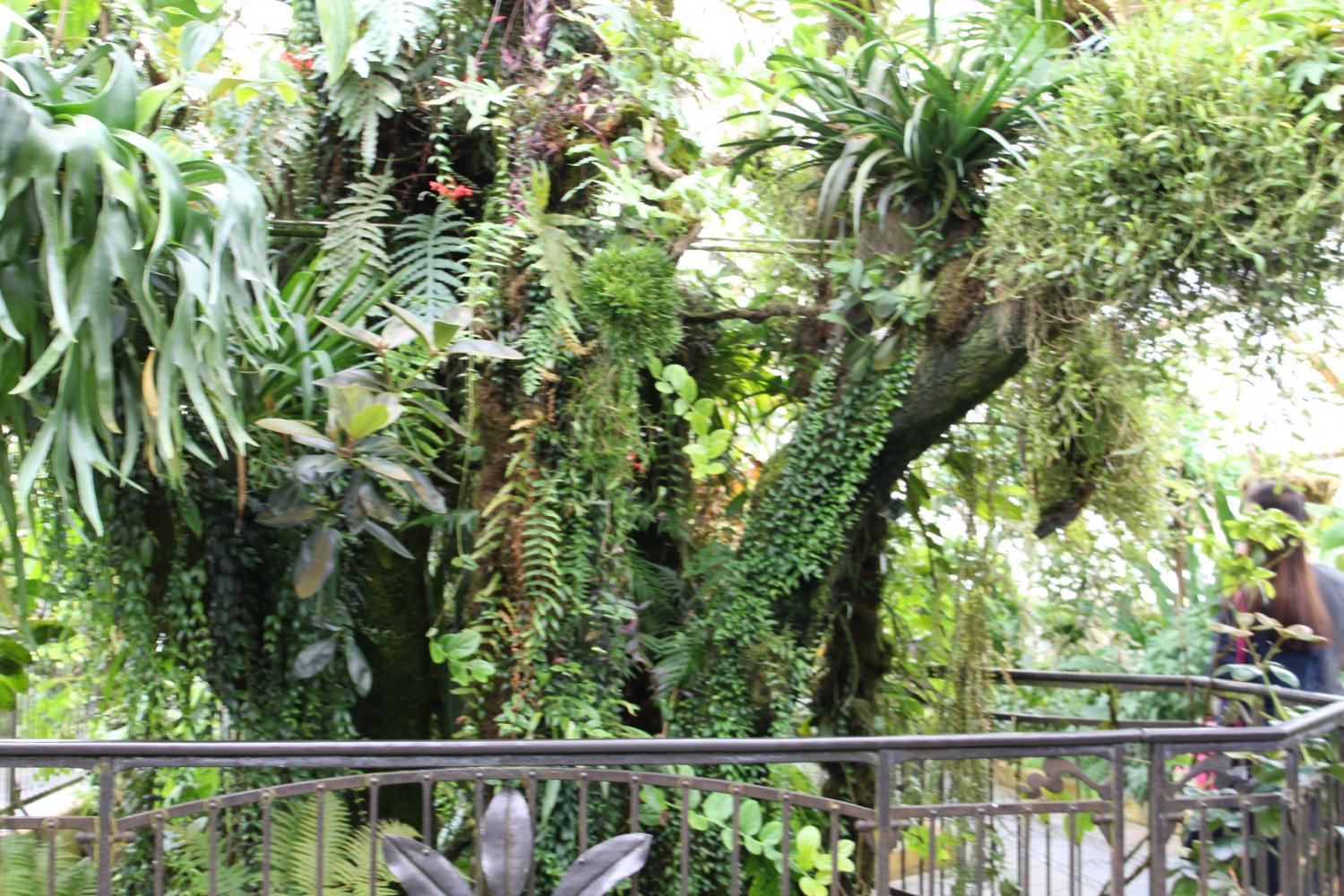 The Highland Tropics of the Flowers Conservatory presents a tropical setting in which high-altitude orchids, tree ferns, and dense mosses seek shelter in water-rich soil and foggy atmosphere.