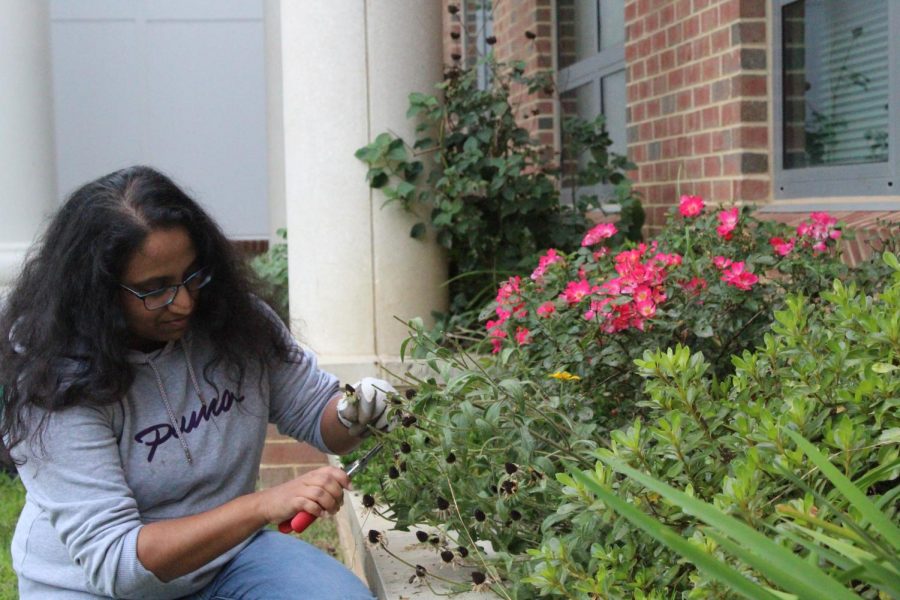 During Cultivators of the Earth's weekly meeting, senior Gopika Pillai uses a plier to cut the tips of dead flowers among the rose pink garden. 