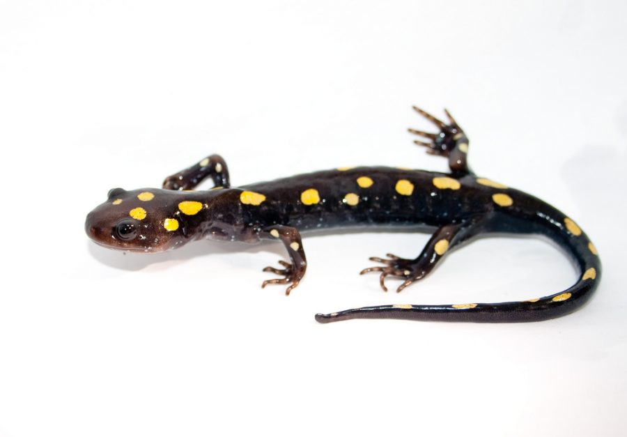 The salamander IBETs may lose their spring trips to the government shutdown. Image courtesy of Flickr acquired through Creative Commons.