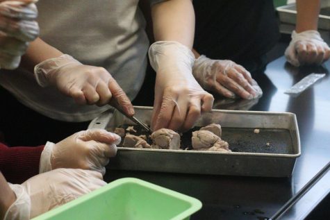 Neuroscience Society Sheep Dissection Photo Gallery