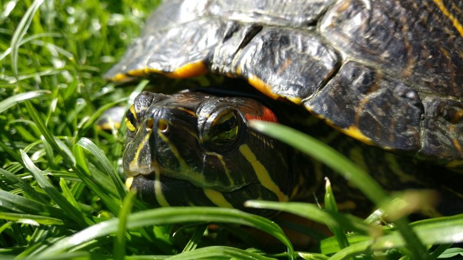 This is a red-eared slider, a turtle of the same species as Ollie the turtle.