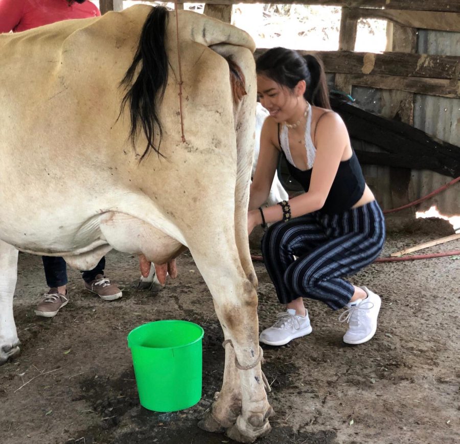 Sophomore Tiffany Ji attempts to milk a cow in Costa Rica.