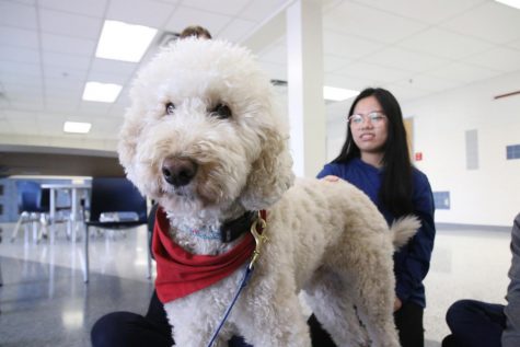 As APs come up, one good way to destress includes playing with your pets or the therapy dogs offered at TJ during Stress Less Laugh More week.