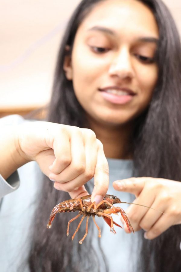 Holding the crayfish in one hand, senior Tanya Kurnootala points to its eye with the other. Her project, taking place on the neuroscience lab, requires measuring the visual responsiveness of crayfish when its affected by blue light. “The crayfish is a really good model organism because it has the ability to regenerate,” Kurnootala said.