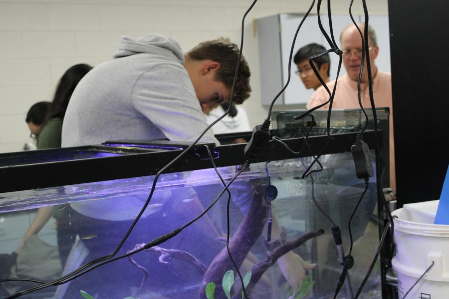 Leaning in, sophomore Blake Robinson explores the aquarium in the oceanography lab 