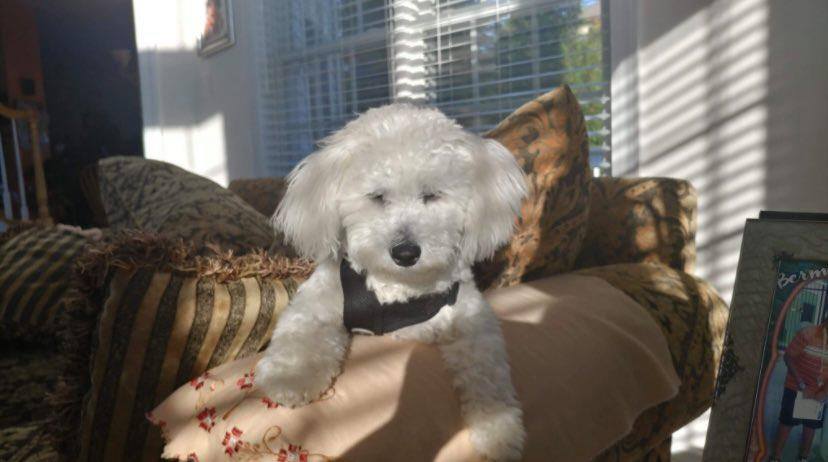 Freshman Anushka Jain’s dog, Pluto, relaxes on a sofa. “We take him on two walks a day. My dad takes him on a walk in the morning. I take him on a walk in the nighttime,” freshman Anushka Jain said. 
