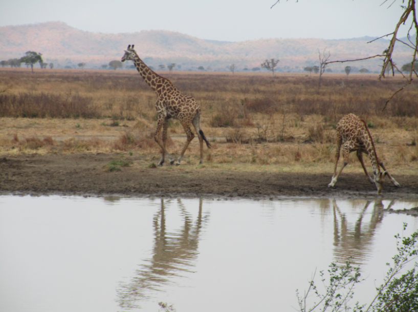 Africa is often generalized to be a continent of poor safari land with wild animals roaming about. But there is a greater diversity of nature ecosystems in Africa than most know, from deserts and mountains to forests and rainforests.