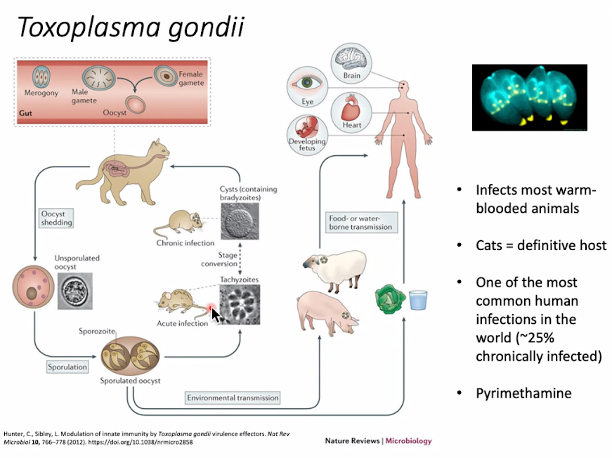 A slide from guest speaker Dr. Glen McGugan’s presentation about parasitology. This slide shows a visualization of the life cycle of a parasitic eukaryote called Toxoplasma gondii.
