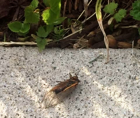 One cicada crawls ahead of the pack, already completing the last stage of its life cycle: perpetuating the population.