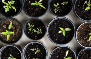 Students planted seedlings for Earth Day and had options of lavender, basil, sunflower, mint, and morning glories to choose from. 