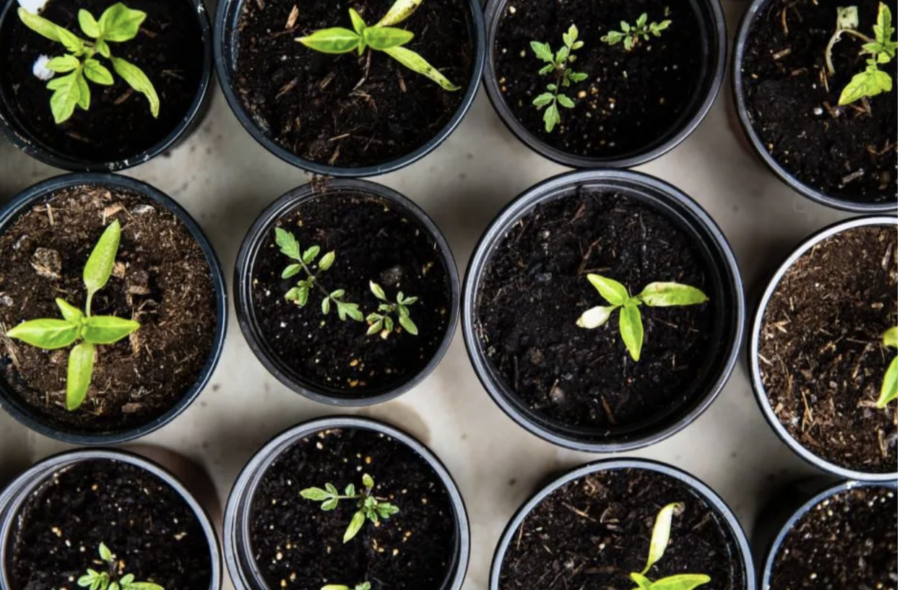 Students+planted+seedlings+for+Earth+Day+and+had+options+of+lavender%2C+basil%2C+sunflower%2C+mint%2C+and+morning+glories+to+choose+from.+