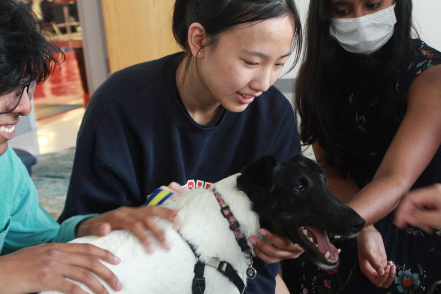 Senior Caroline Xu excitedly pets Mo, a therapy dog, during A block on Friday, Sept. 16. The therapy dogs were provided by PAL and can help students manage stress and anxiety. “They are very calming, even if it’s just for a few minutes,” Mo’s owner, Ruth Badner, said.