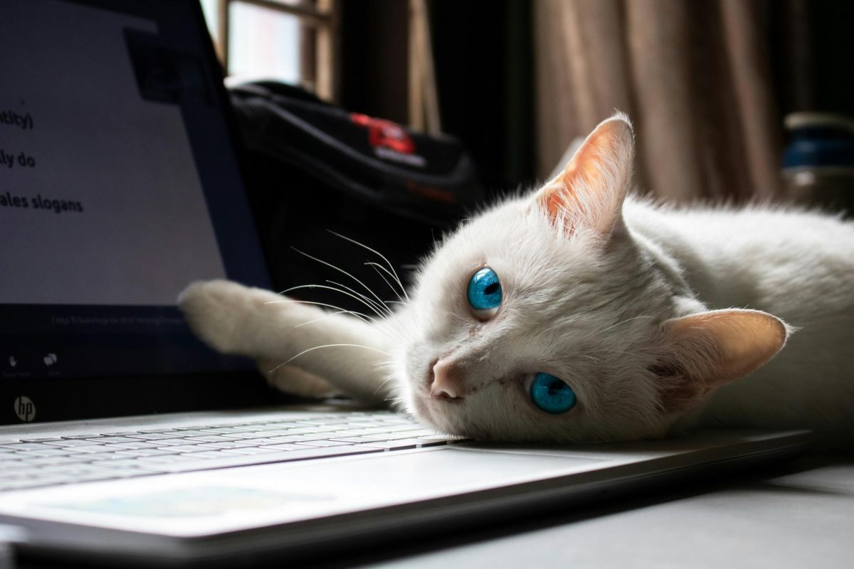 A+cat+lays+on+a+laptop.+The+evil+and+scheming+look+in+their+eyes%2C+paired+with+a+paw+on+the+screen+shows+they+are+attempting+to+use+osmosis+to+gain+information.+They+must+be+stopped+immediately.