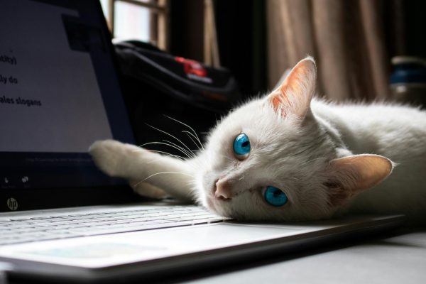 A cat lays on a laptop. The evil and scheming look in their eyes, paired with a paw on the screen shows they are attempting to use osmosis to gain information. They must be stopped immediately.