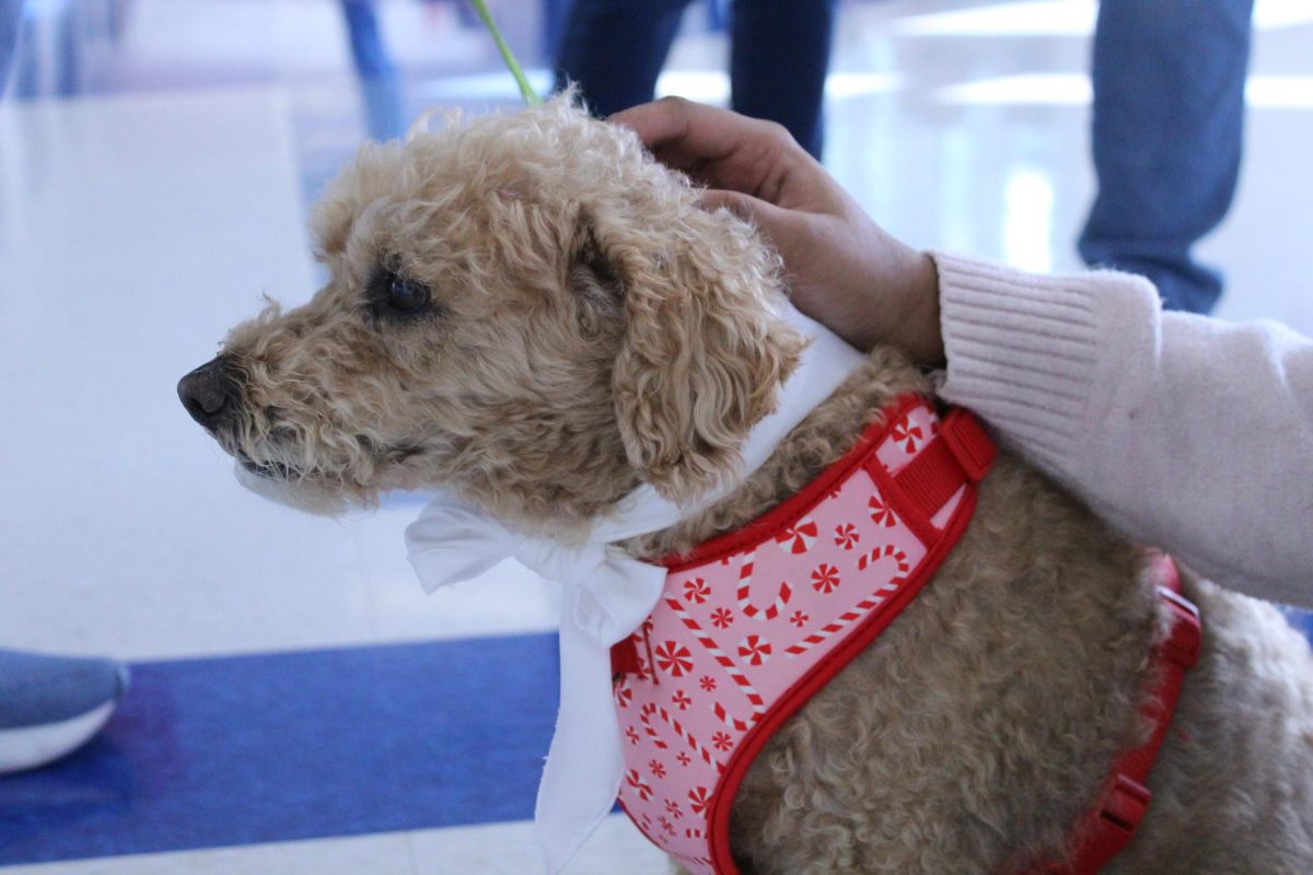 Sitting patiently, Molly the therapy dog waits to be pet by students and teachers alike during lunchtime on Dec. 14. Molly is just one out of Jefferson’s many therapy dogs that visit during the school day. “My favorite dog was a dog that was walking around with a Santa hat before winter break,” sophomore Simran Rai said.