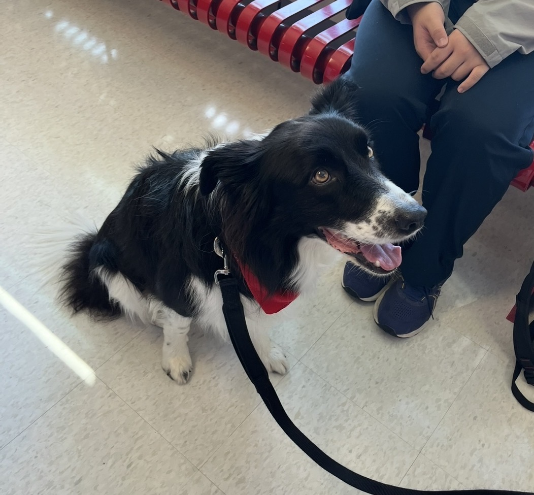 A therapy dog sits beside a student, drawing attention and smiles during lunch. Charlie visited the school as part of a periodic program bringing therapy dogs to campus. “This is a really good way to unwind,” freshman Akshana Karthik said. 